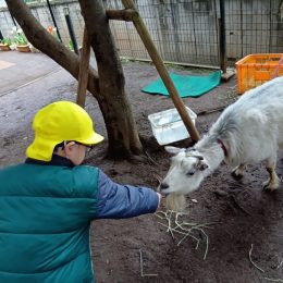 発達支援つむぎ 北千住「ヤギとの関わりを通して～小梅の気持ちを考えてみよう～」