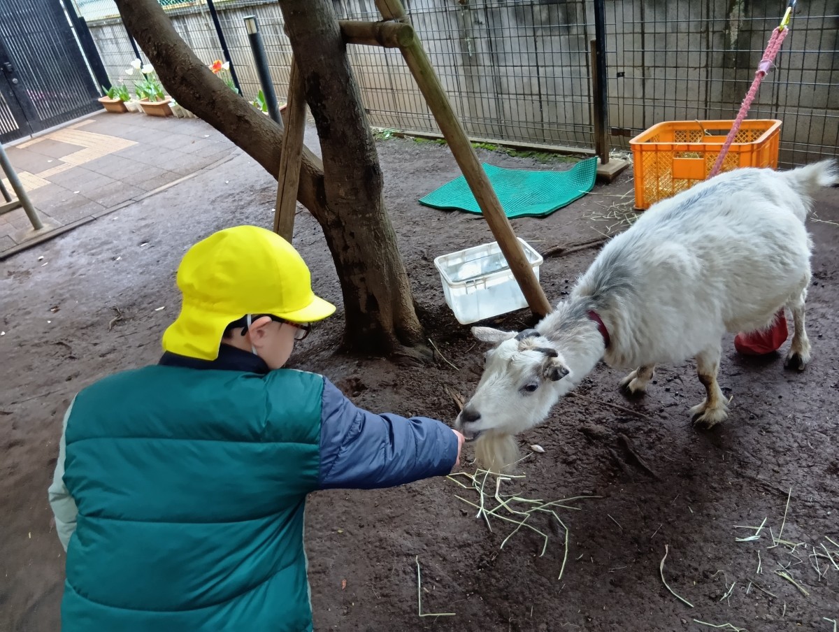一人の子どもがヤギに餌をあげている