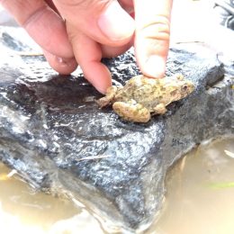 発達支援つむぎ 篠栗「園庭に春がやってきた~小さな生き物がつなぐ、子どもたちの輪~」
