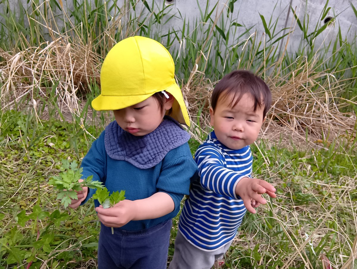 スタイを着けた子が、摘み取ったヨモギの葉を持ち、葉を見つめている。