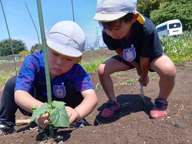一人の子どもが支柱に苗を茎を括り付けており、そばで友達がその様子を見ている。