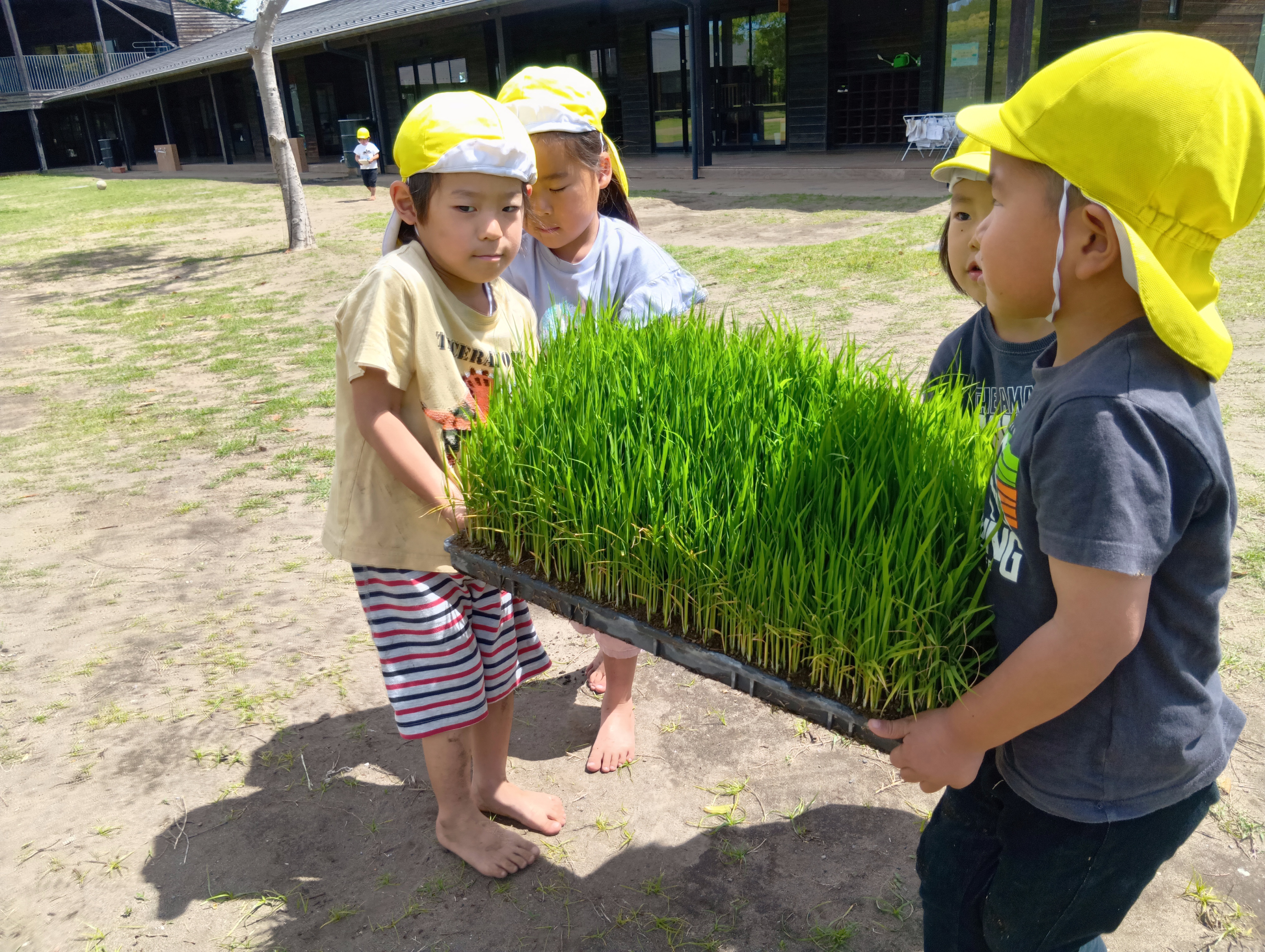 子どもたちが苗を持ち運んでいる。