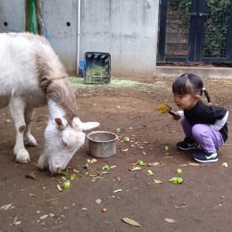 池上どろんこ保育園「ヤギと鶏の存在」