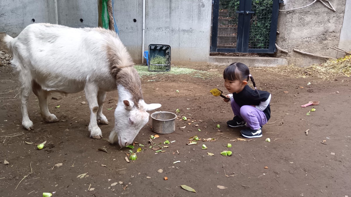 シャベルを片手に持つ子どもがしゃがみこんで、餌を食べているヤギを見つめ、話しかけている。