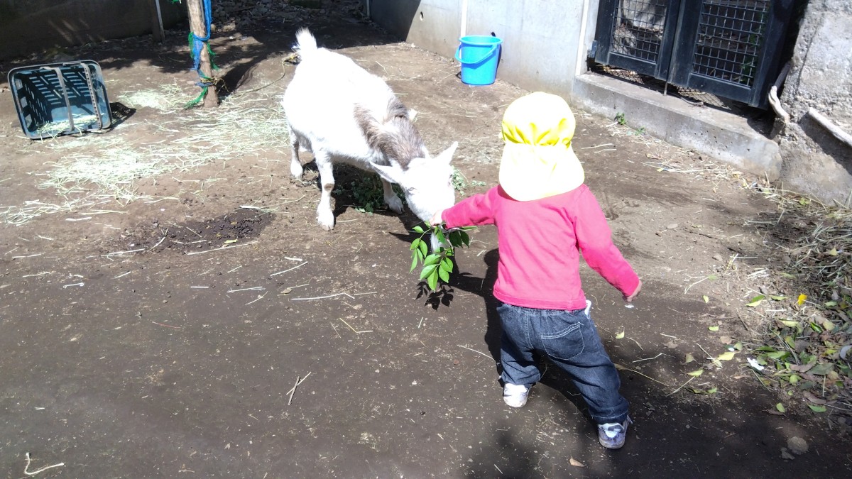 枝付き葉っぱを片手に持つ子どもが、ヤギの口元に葉っぱを近づけて食べさせようとしている。
