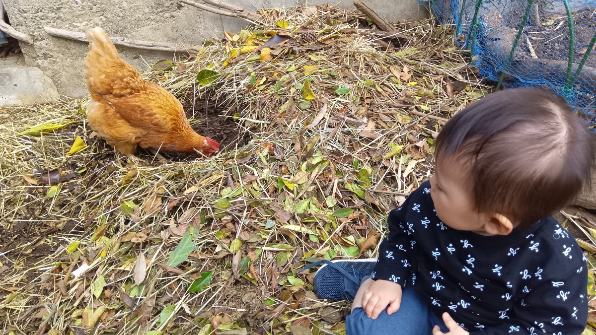 一人の子どもが鶏の近くでしゃがみこみ、鶏の様子を見つめている。