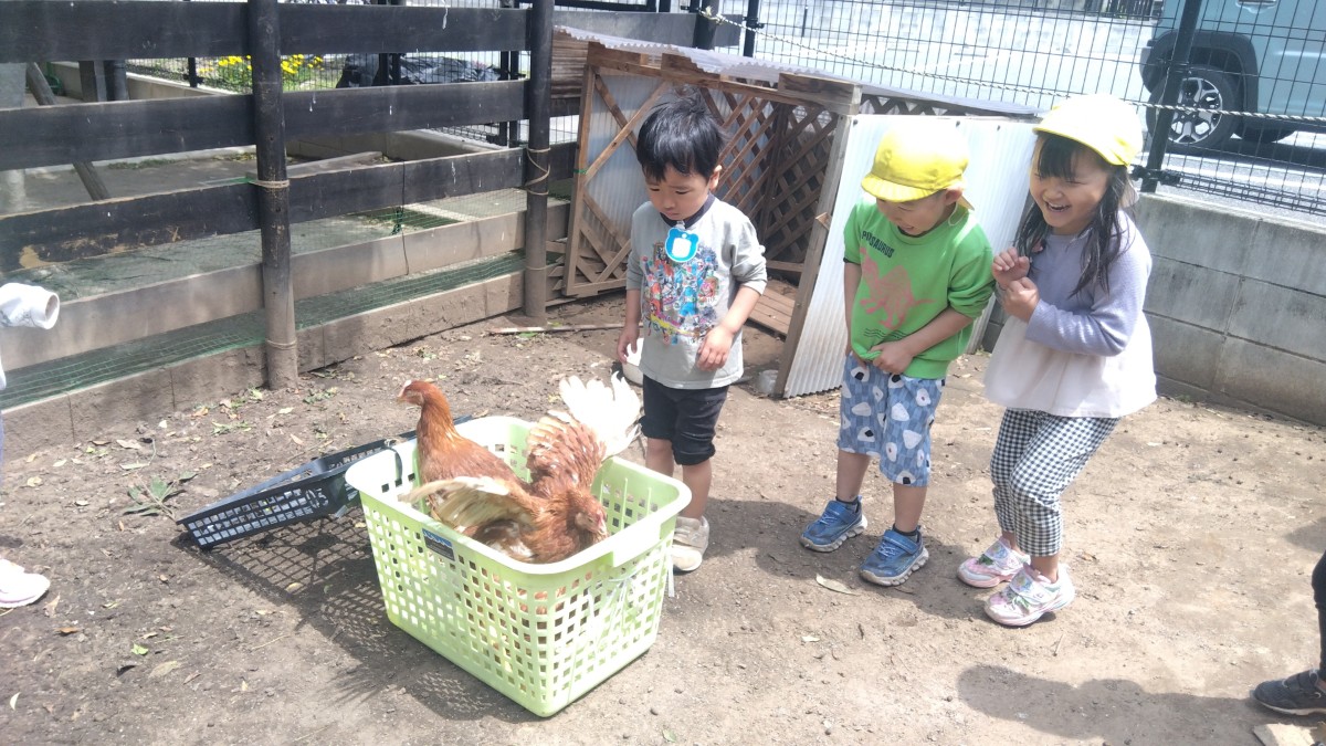 籠に入った鶏をみて、驚く子、声を出して笑う子などがいる。