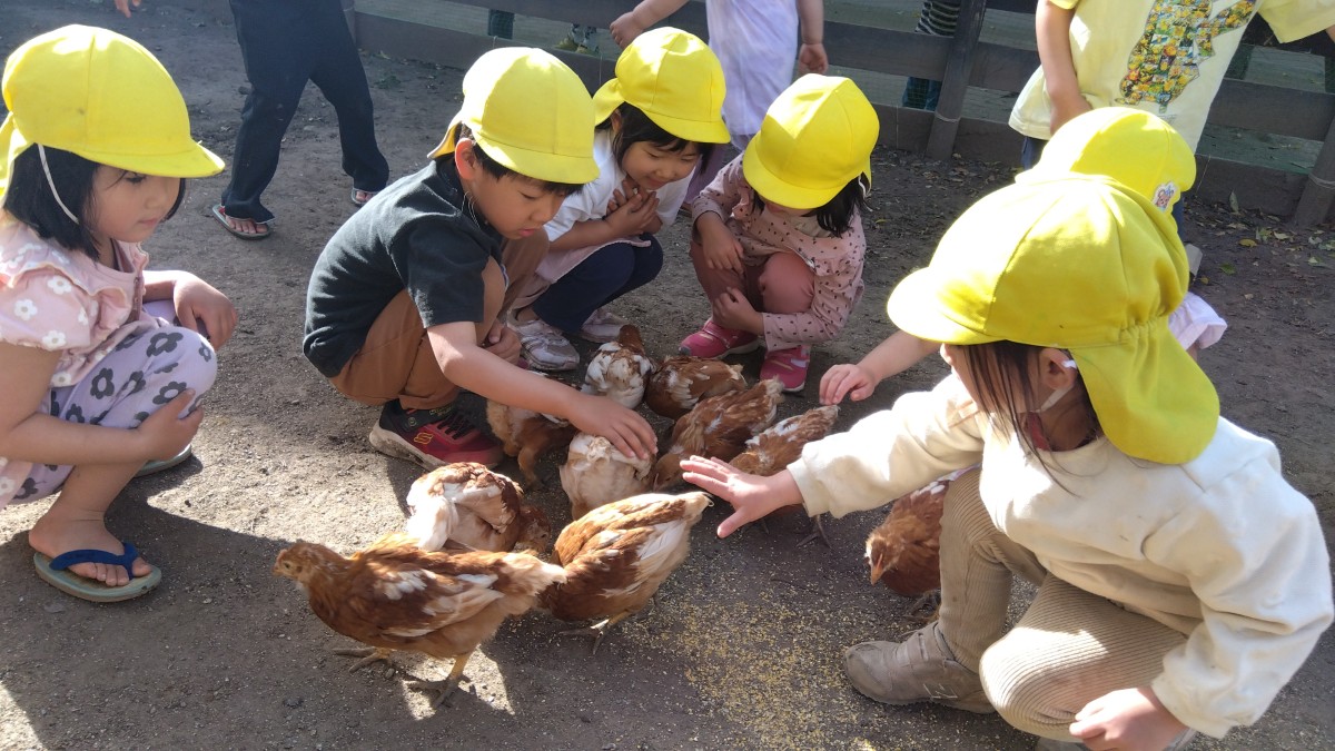 子どもたちは鶏の周りに集まって座り、手を伸ばして鶏をなでている。