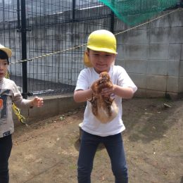 三筑どろんこ保育園「みんなで鶏をお出迎え」