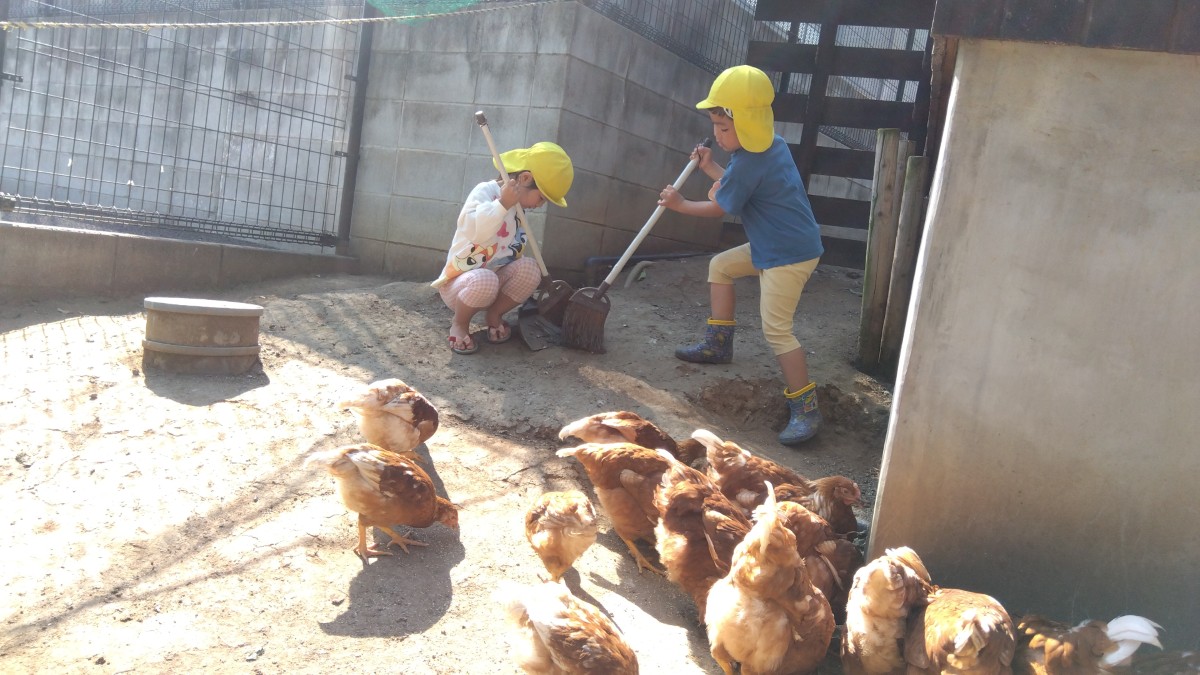 箒で鶏小屋を箒で履く子、塵取りを使って掃除をする子がいる。