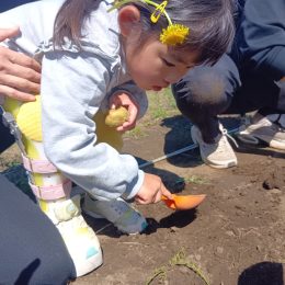 発達支援つむぎ 調布「春の畑活動をご紹介します!~畑の準備と植え付け・チューリップ収穫~」