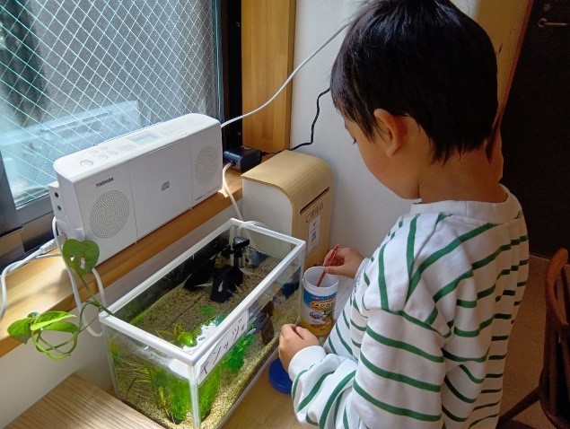 子どもがメダカに餌をあげようとしている。