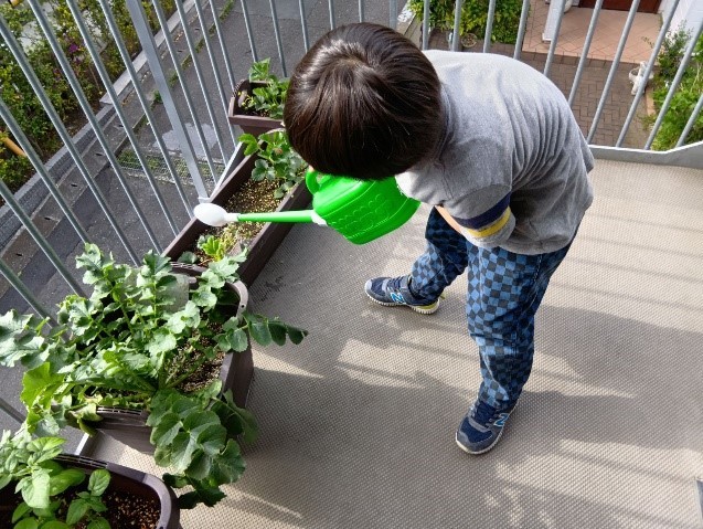 子どもがプランターの野菜にじょうろで水をあげている。