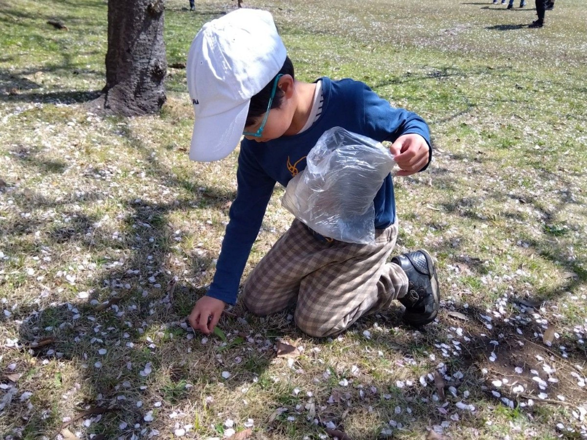 桜の花びらが舞い散る芝生の上で、一人の子どもがビニール袋を持ち、花びらを拾っている。