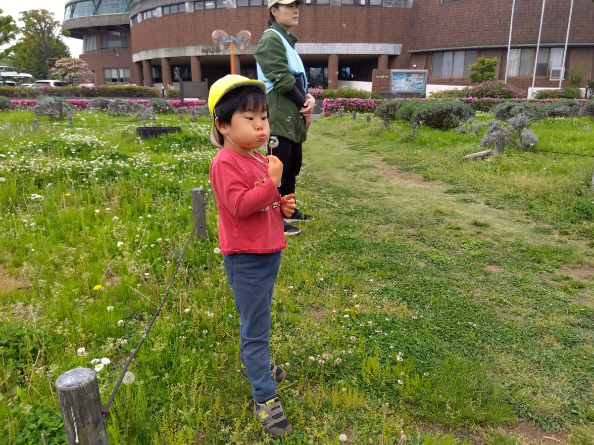 こどもが綿毛になったタンポポを手に持ち、綿毛を吹いて飛ばしている。
