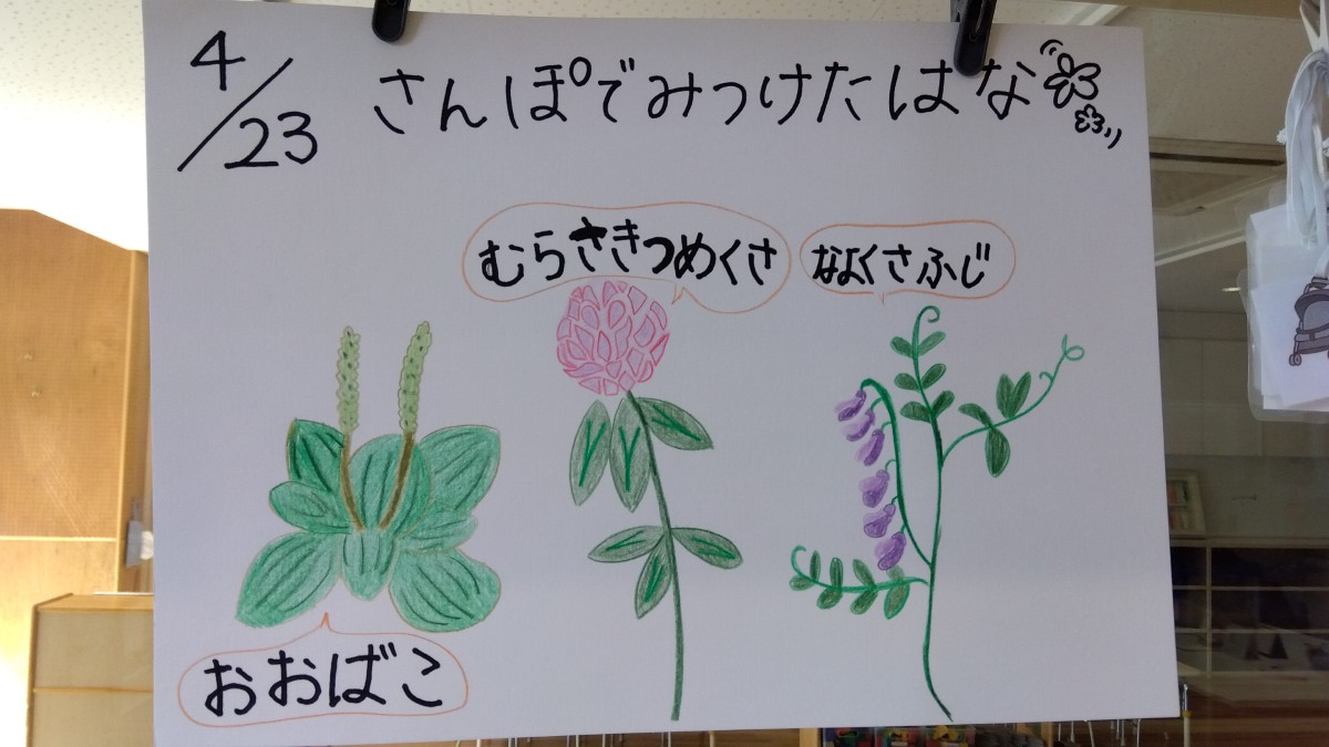 散歩で見つけた花の名称と挿絵が書かれた画用紙が室内に飾られている。