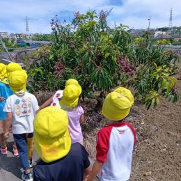 発達支援つむぎ 前原「夏の果物探し」