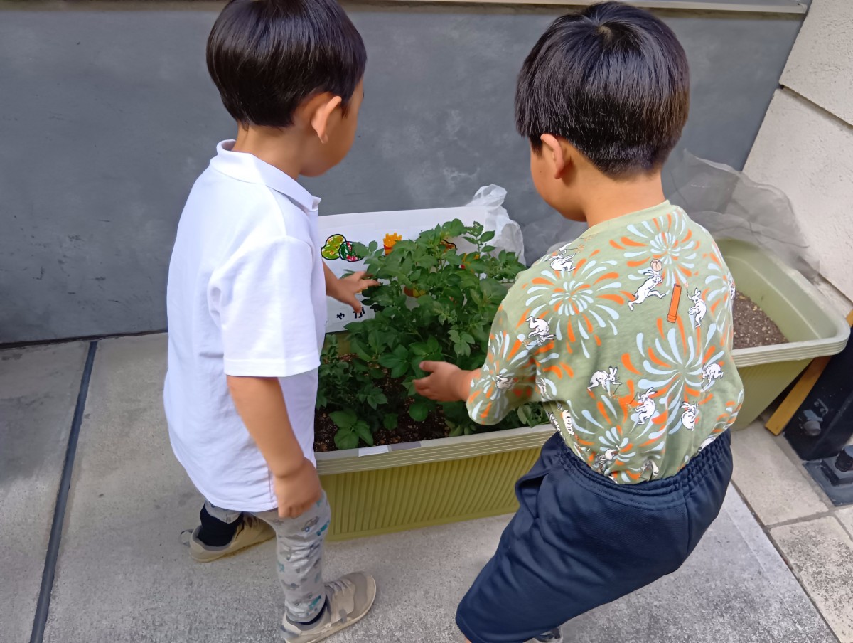 プランターで育てている野菜に触れている二人の子どもの後ろ姿
