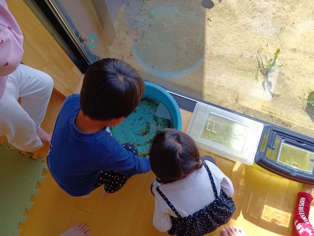 子どもたちが水の入ったバケツを覗き込んでいる。
