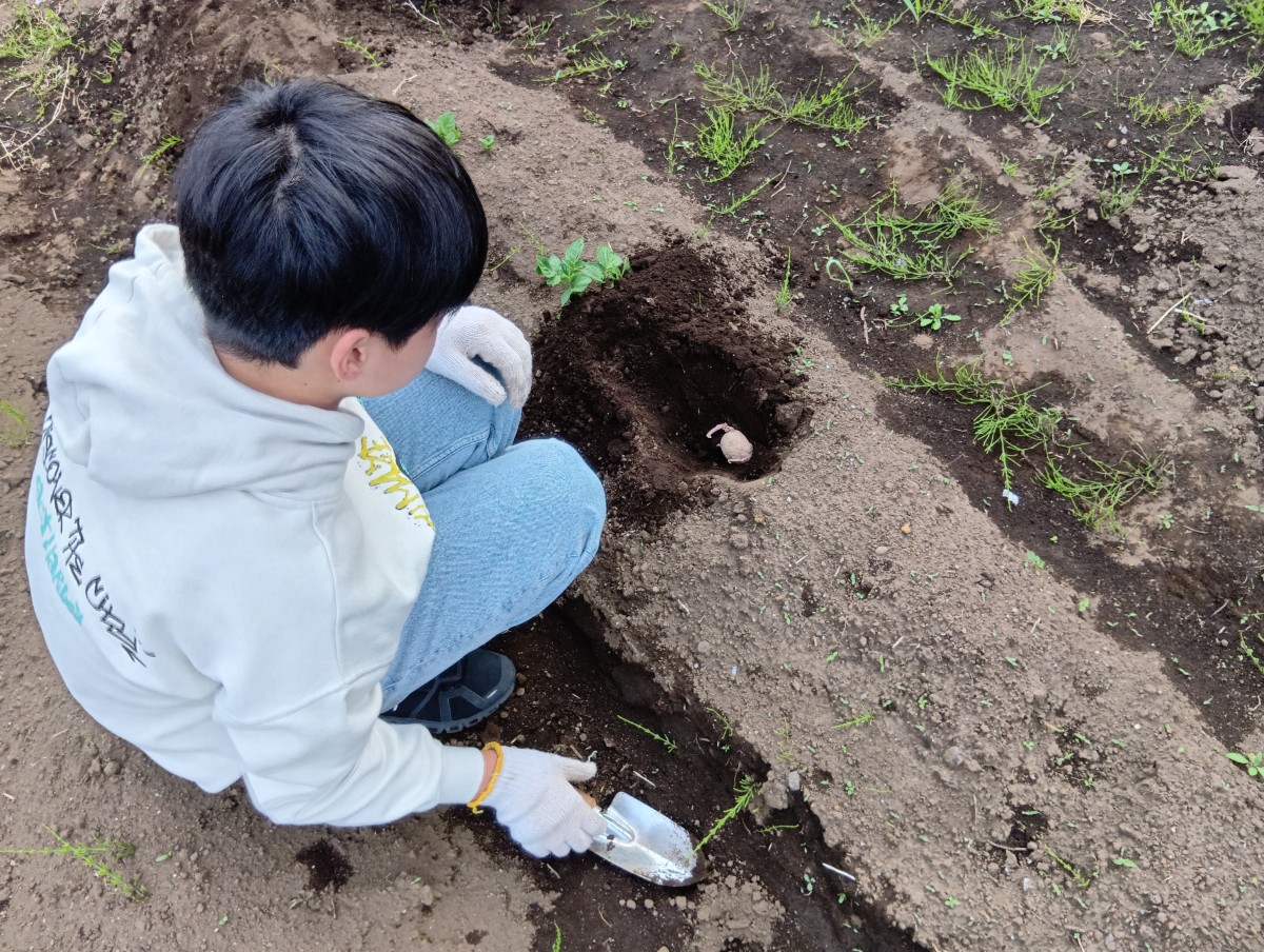 一人の子どもが、土に穴を掘り、土の中にいるミミズとジャガイモの種イモを見ている。