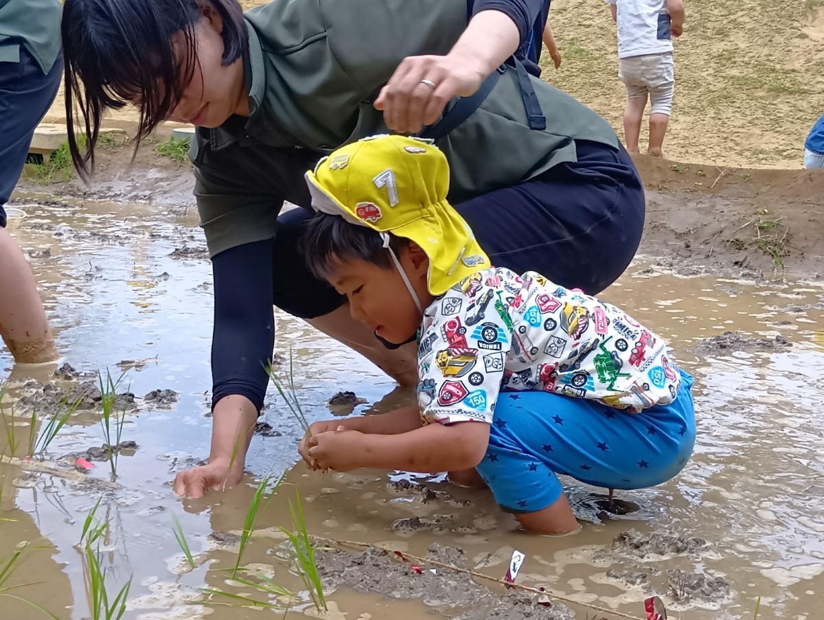 田んぼでは、苗を植えている大人の隣で子どもも苗を手にしっかりと持っている。