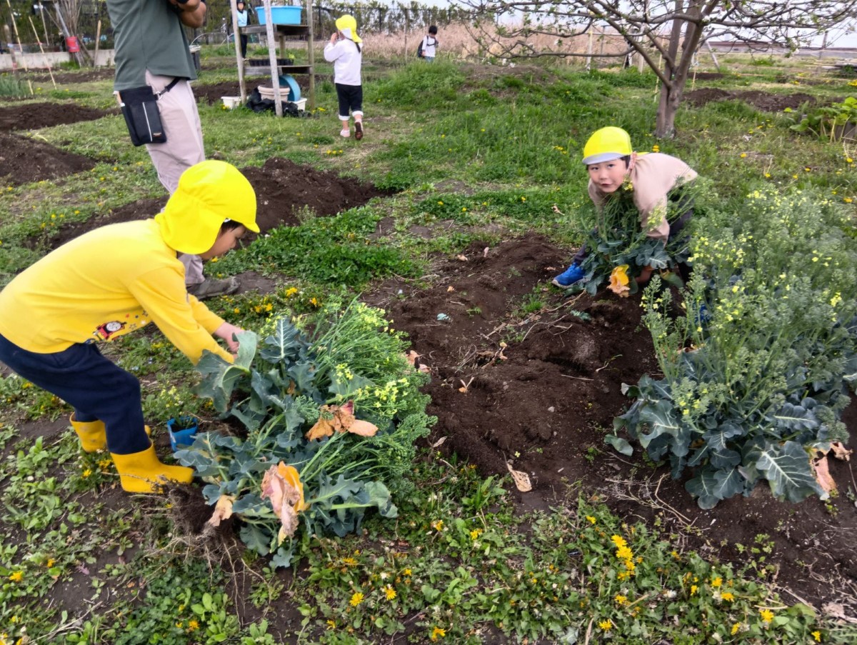 畑では、二人の子どもが、生長して花を咲かせたブロッコリーの株を抜いている。