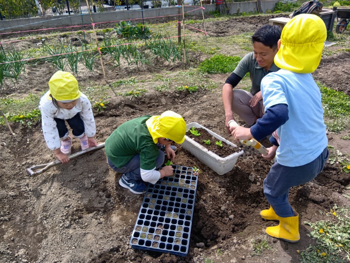 畑では、土を掘る子や小さなポットで育った苗を取り出そうとする子がおり、そばで職員が様子を見守っている。