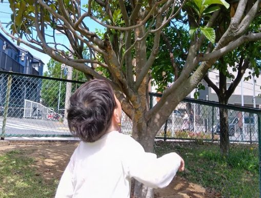 一人の子どもが、大きな木を見上げている。