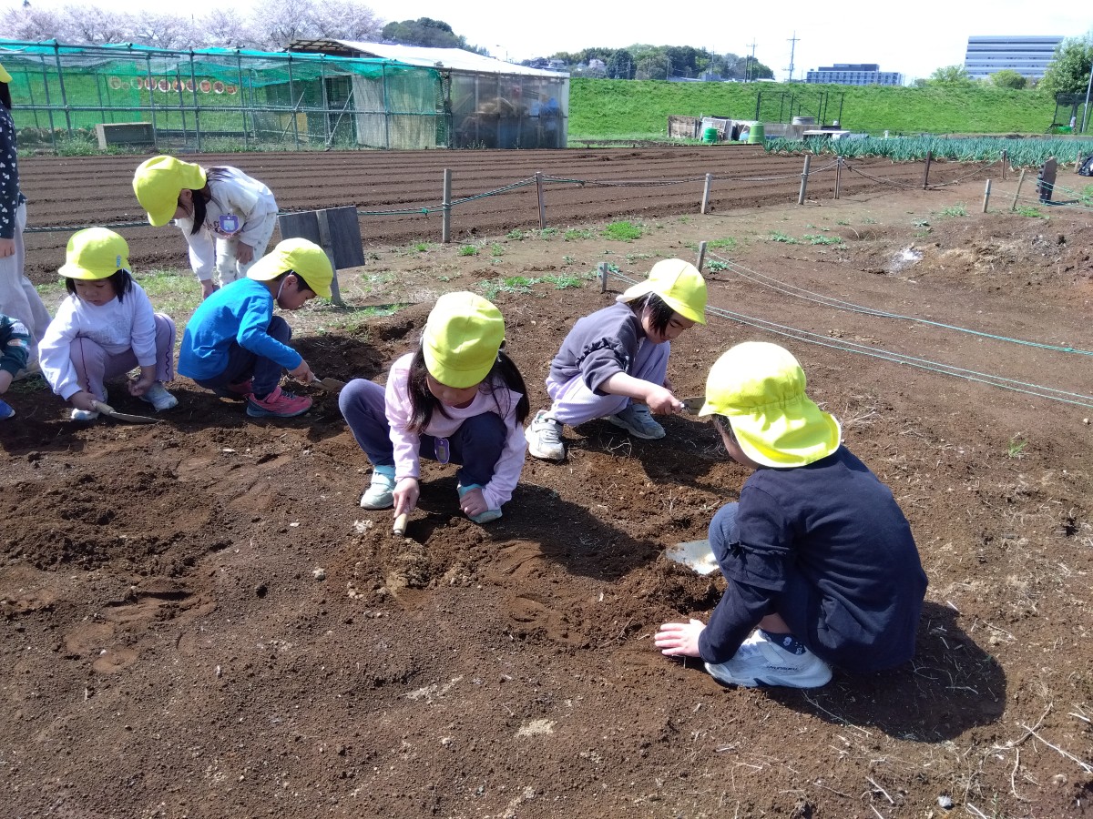 こどもたちは畑にしゃがみ込み、スコップを使って土と肥料を混ぜている。