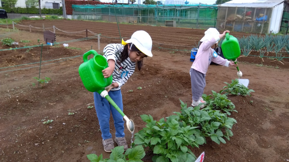 子どもたちは、育てている野菜に大きなじょうろで水をあげている。