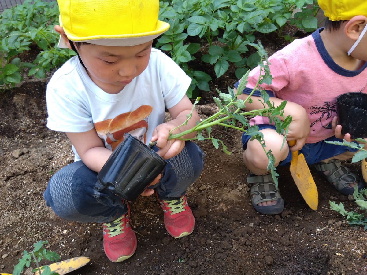 子どもがポットから苗を出そうとしている。