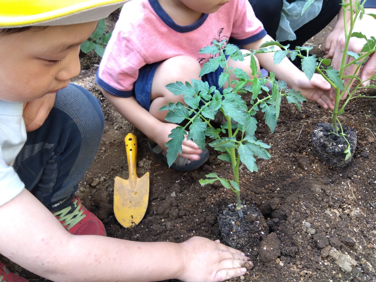 子どもたちは畝の穴に入った苗に、手を使い土をかぶせようとしている。