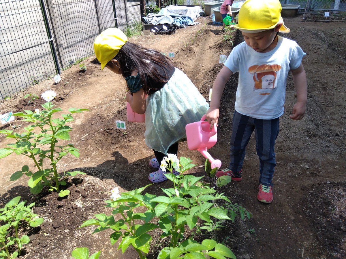 子どもたちは植えた苗にじょうろで水をあげている。