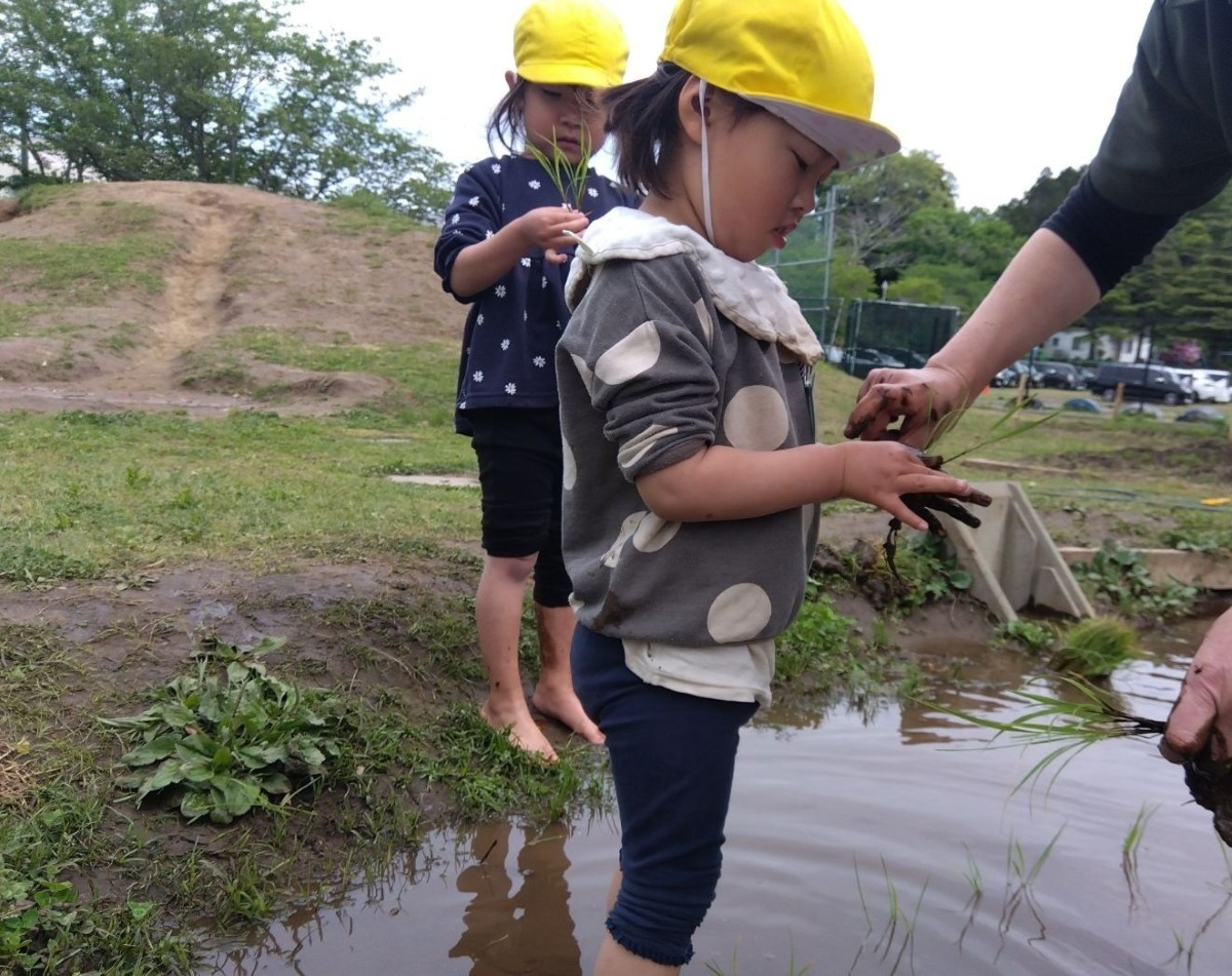 田んぼの中で、数本の稲の苗を大人が子どもに渡している