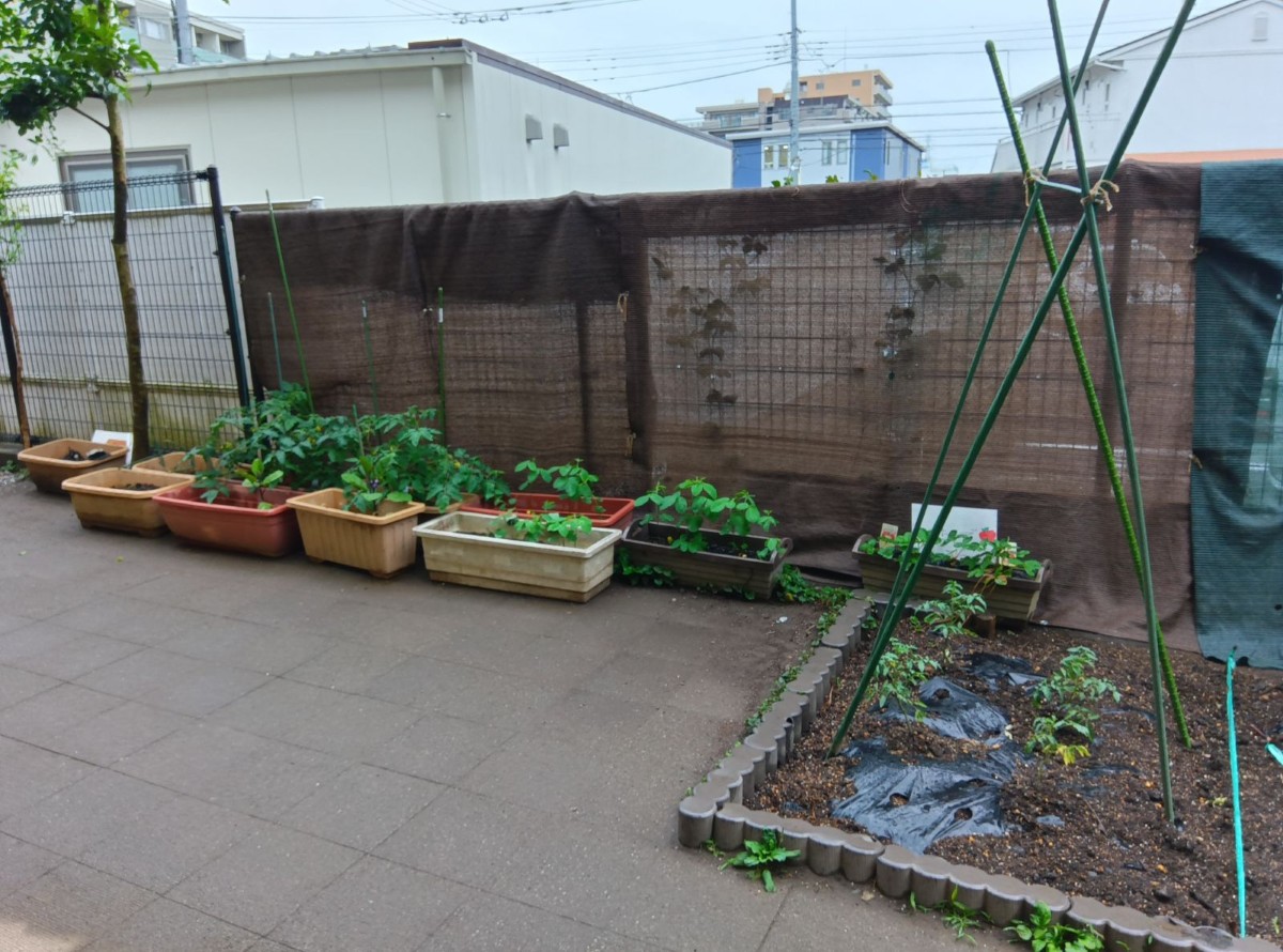 園庭の畑やたくさんのプランターの植物が並んでいる。
