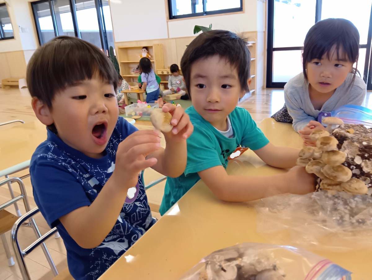 栽培した椎茸が机の上にあり、子どもたちをその周りに集まり、椎茸を手に取ってみている。