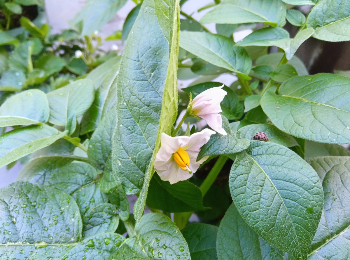 ジャガイモの花と葉の上にとまるてんとう虫
