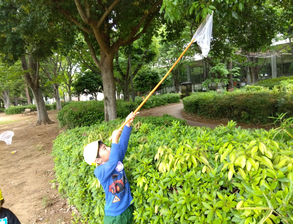 一人の子どもが高い木の葉の下に柄の長い網をあてている。