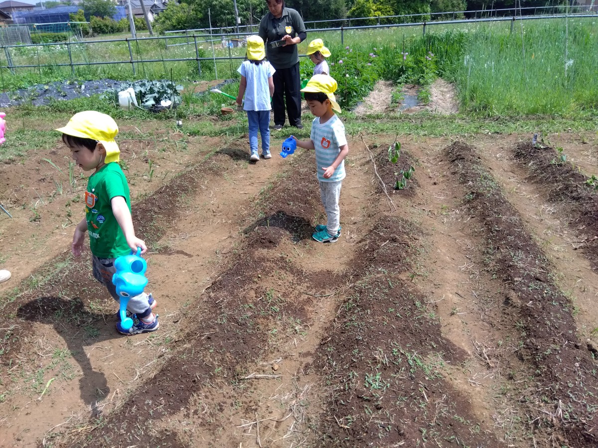 子どもたちは小さいじょうろで畑に水をあげている。