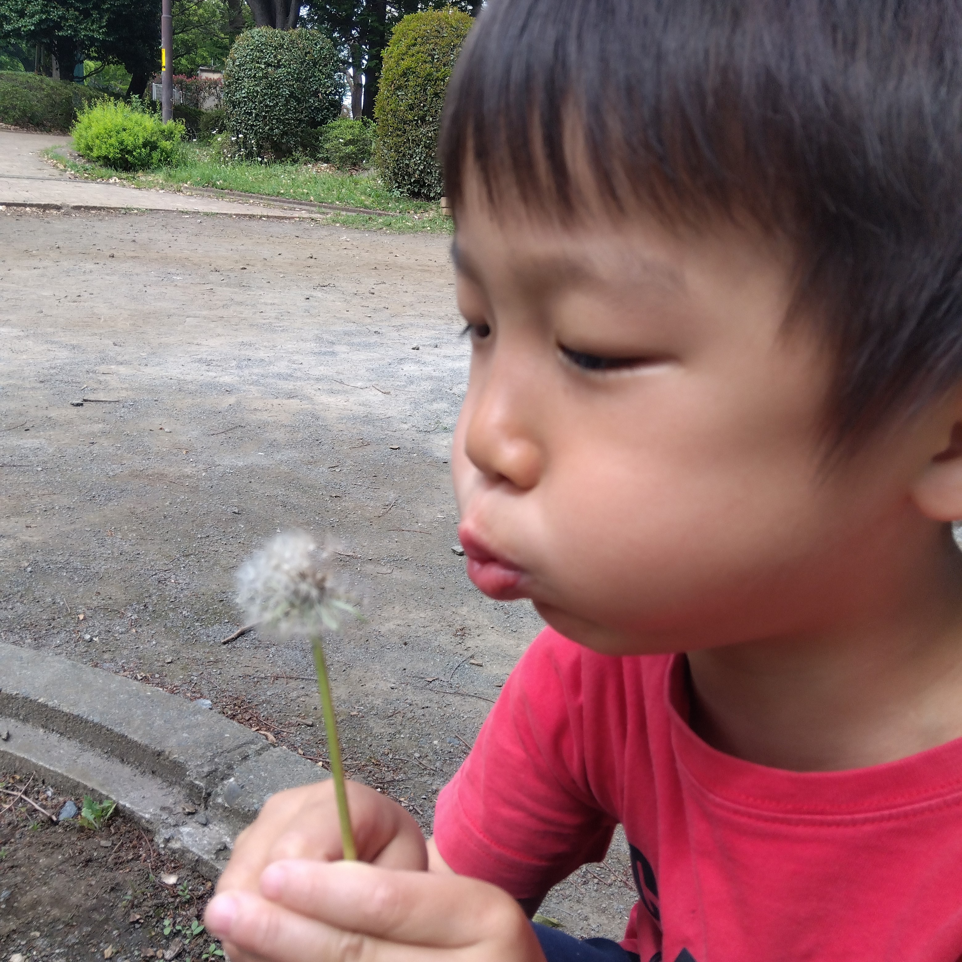 一人の子どもが綿毛を口元に近づけて息を吹きかけている。
