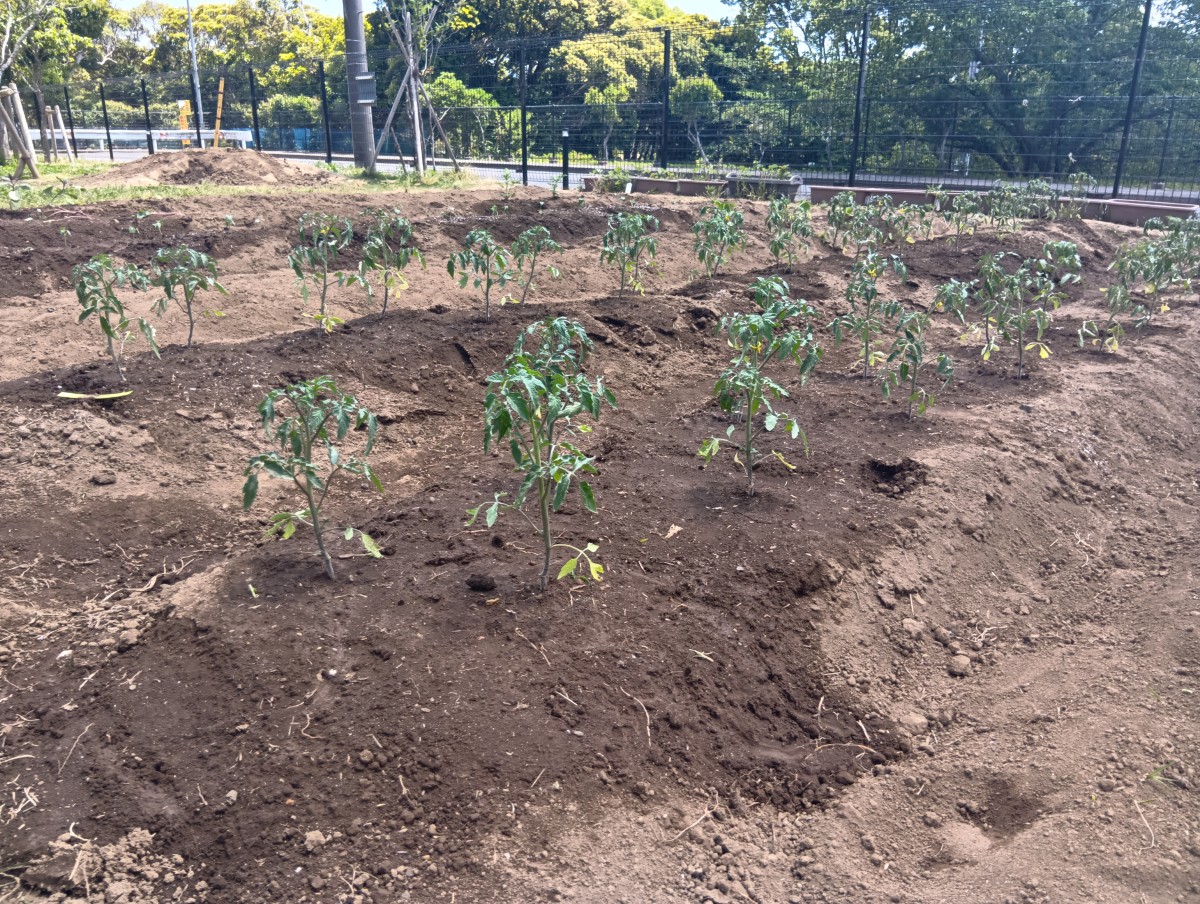 植え付けが終わった畑