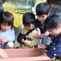 朝霞どろんこ保育園「自分たちで育てたラディッシュでサラダ作り」