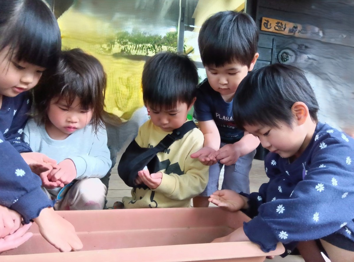 子どもたちはプランターの周りに集まり、掌に種を持ち、土の上に種をまいている