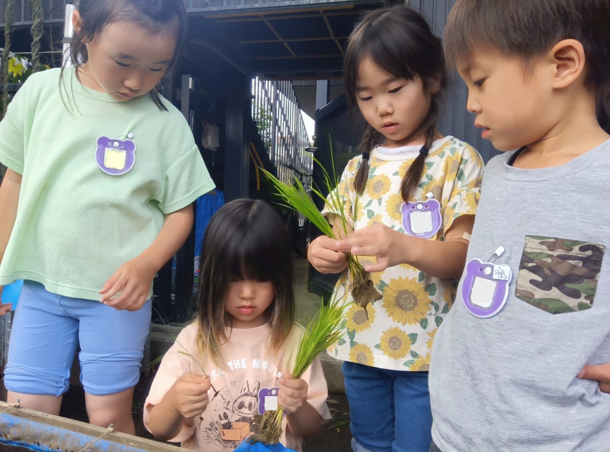 一人の子どもが稲の苗を数本に分け、他の子どもたちに見せている