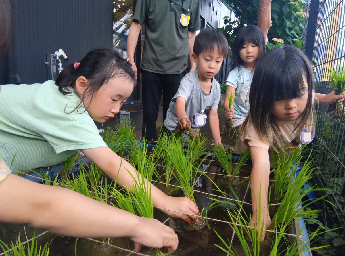 子どもたちは泥と水が入ったコンテナの周りに集まり、手を伸ばして苗を植えている