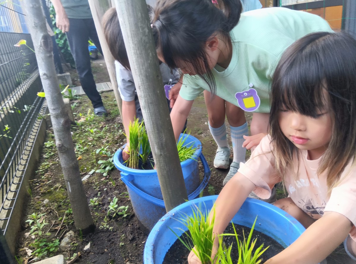 子どもたちは泥と水が入った場バケツに稲の苗を植えている