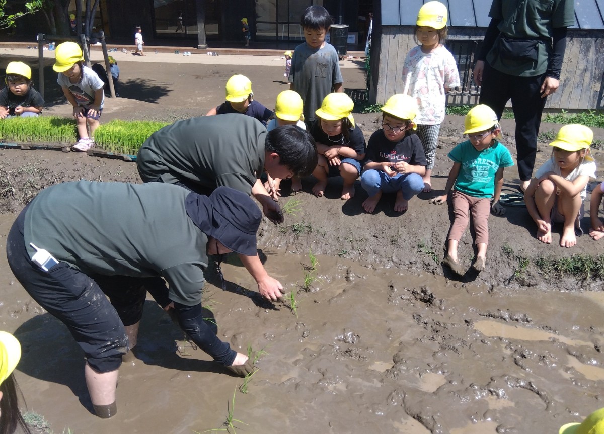 田んぼの中では大人が苗植えをしており、子どもたちは田んぼの淵でその様子を見ている