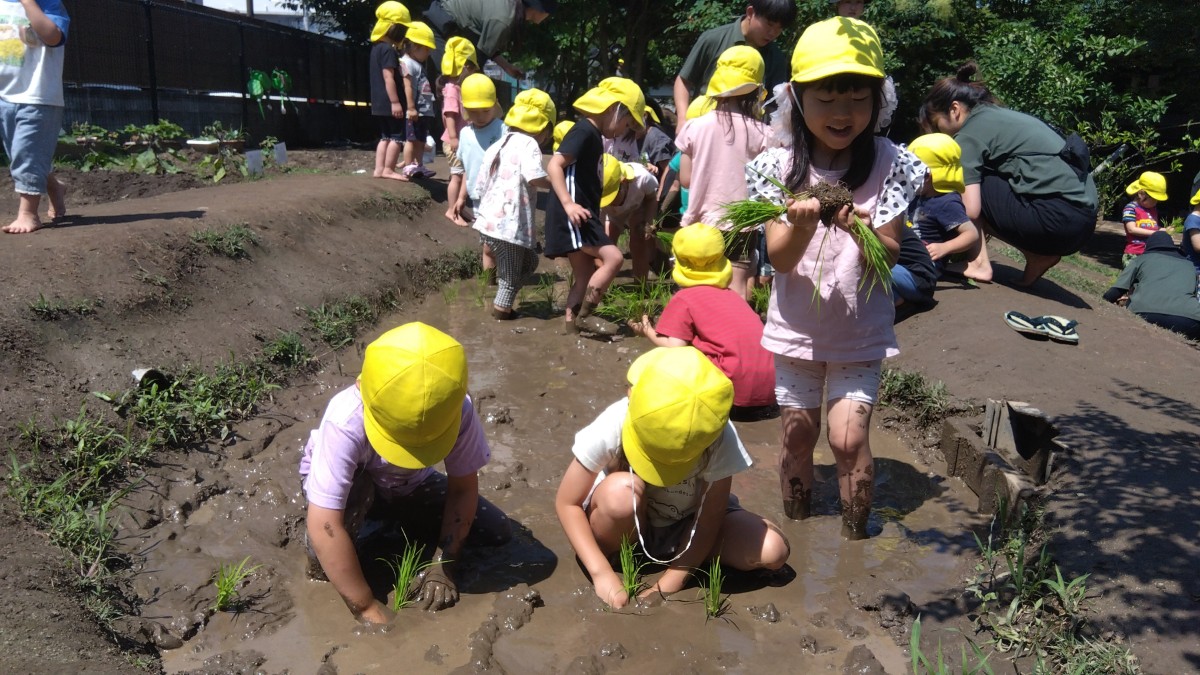 子どもたちは田んぼに入り、稲の苗を少ない束にしたり、苗植えをしたりしている