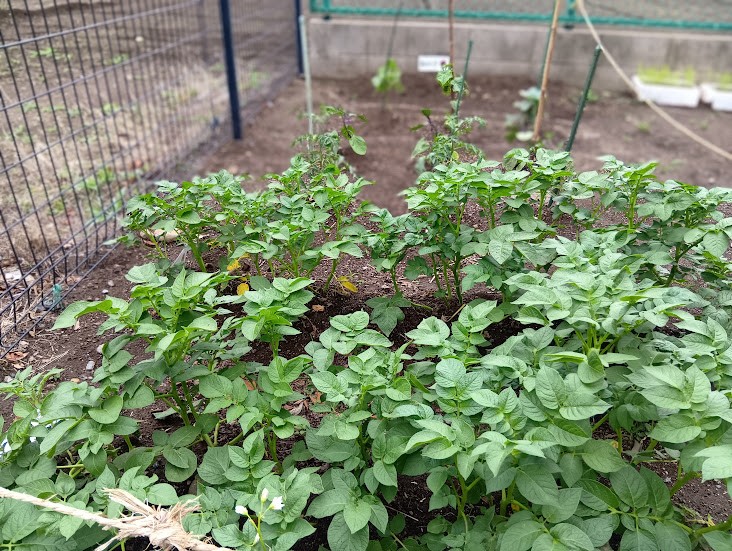 植物が成長している畑