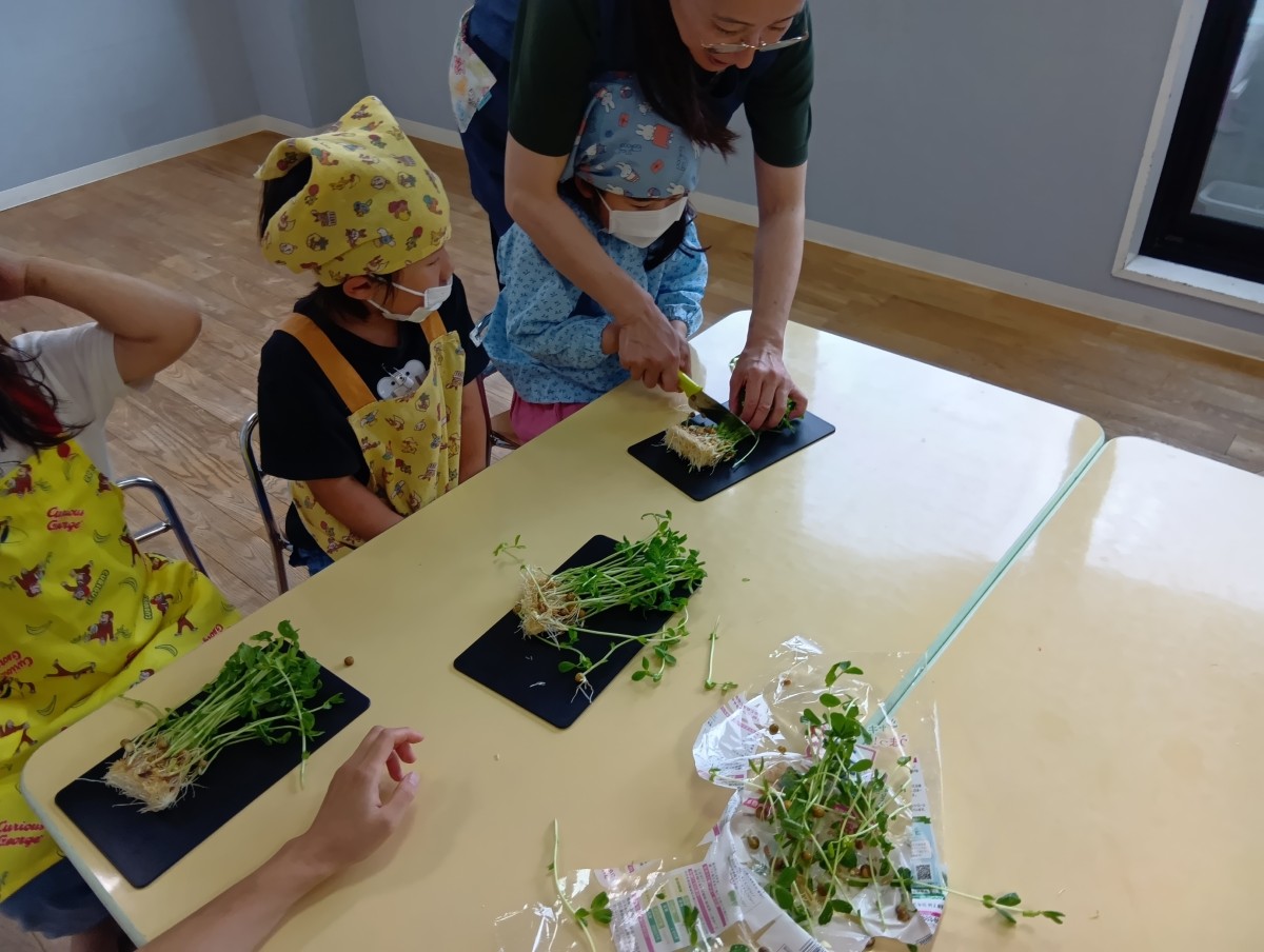机にはまな板の上に豆苗が置かれてあり、一人の子どもが大人と一緒に豆苗を包丁で切っている